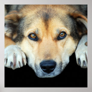 Cute dog on any color background poster