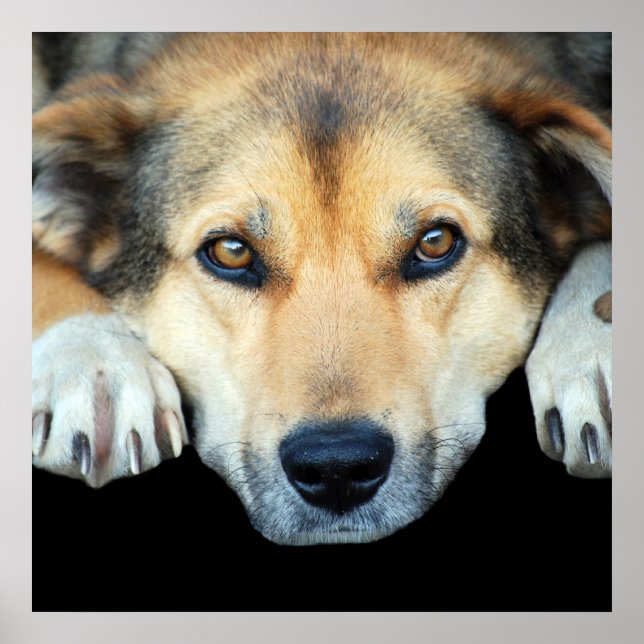 Cute dog on any color background poster (Front)