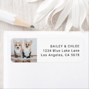 Cute Dog Pet Photo Address 