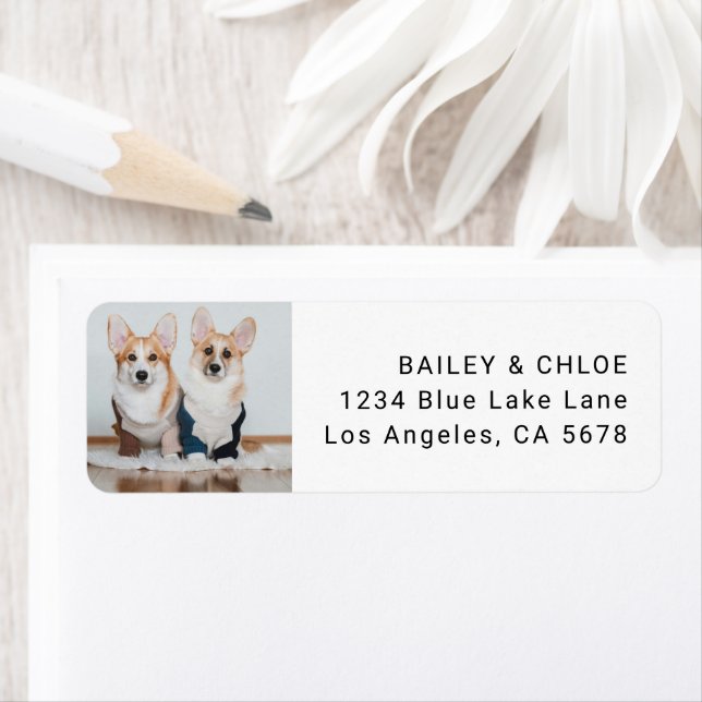 Cute Dog Pet Photo Address  (Insitu)