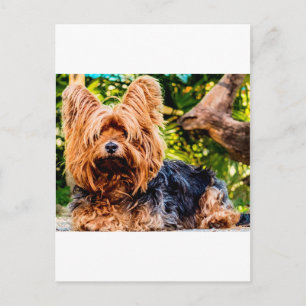 Cute Dog Pet Yorkie Peace Love Destiny Fun Art Postcard