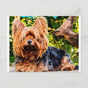 Cute Dog Pet Yorkie Peace Love Destiny Fun Art Postcard