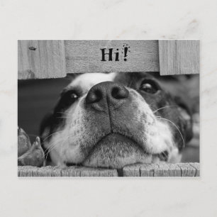 Cute Dog Postcard