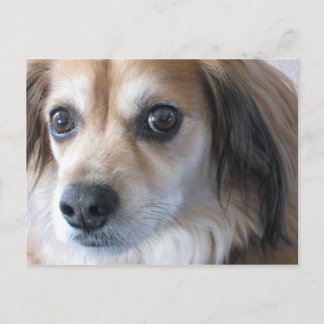 cute dog postcard