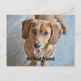 Cute Dog Postcard