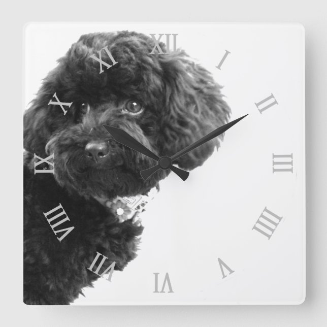 © Cute Dog Puppy Black and White/Photography Square Wall Clock (Front)