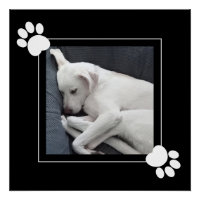 Cute Dog Single 1 Photo Black and Whitte Paws 
