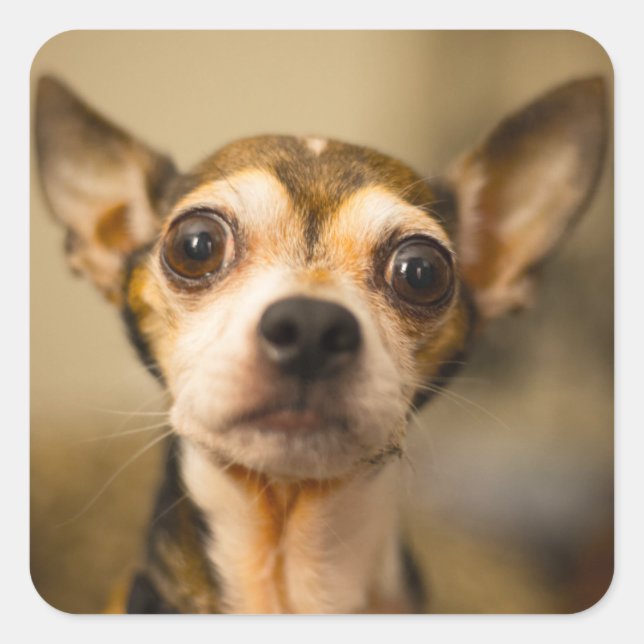 Cute Dog stickers 10 (Front)