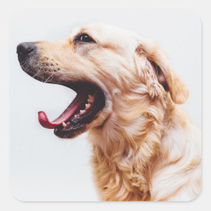 Cute Dog stickers 6