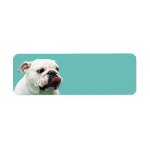 Cute dog white Bulldog