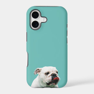 Cute dog white Bulldog