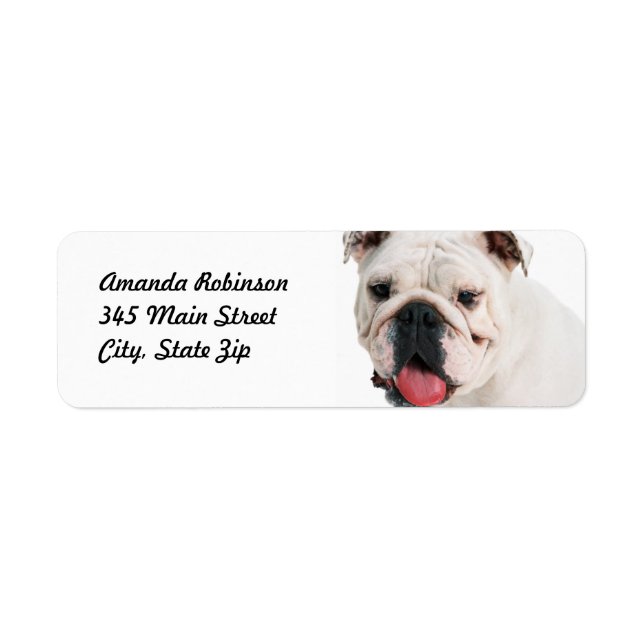 Cute dog white Bulldog (Front)