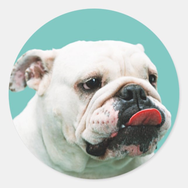 Cute dog white Bulldog Classic Round Sticker (Front)