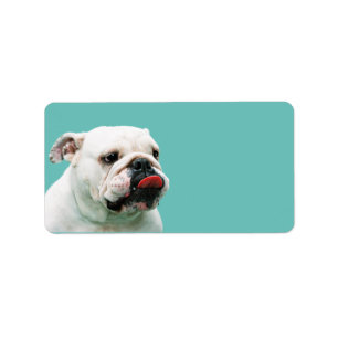 Cute dog white Bulldog Label