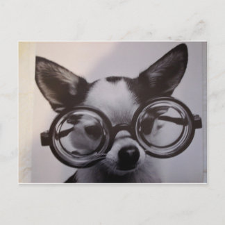 Cute dog with oversized glasses postcard
