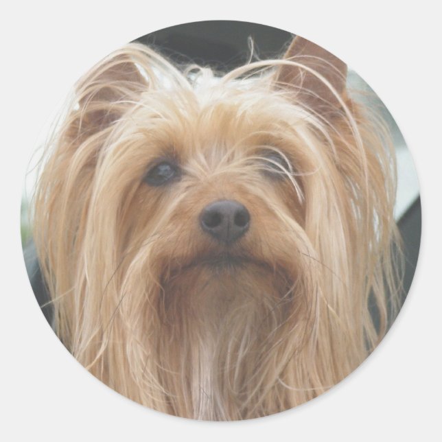 Cute Doggie Stickers (Front)