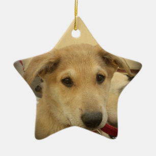 Cute Dogs and Puppies Mans second Best Friend.png Ceramic Tree Decoration