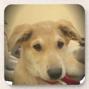 Cute Dogs and Puppies Mans second Best Friend.png Coaster