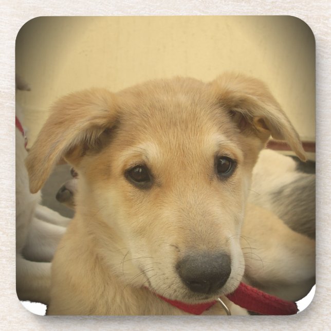 Cute Dogs and Puppies Mans second Best Friend.png Coaster (Front)