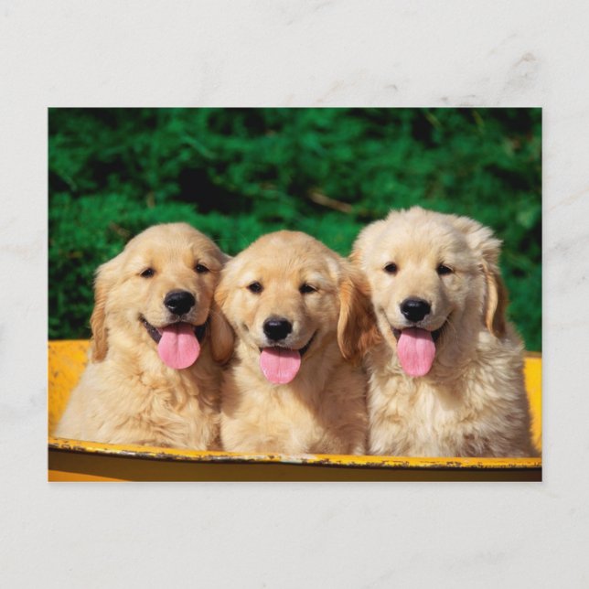 Cute dogs postcard (Front)