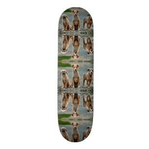 Cute Dogs Skateboard