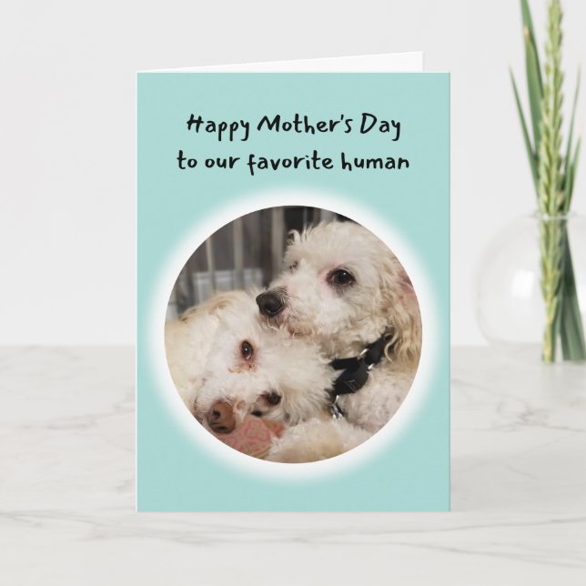 Cute Dogs You're My Favourite Human Mother's Day Card (Front)