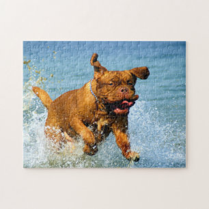 Cute Dogue de Bordeaux playing in water Jigsaw Puzzle