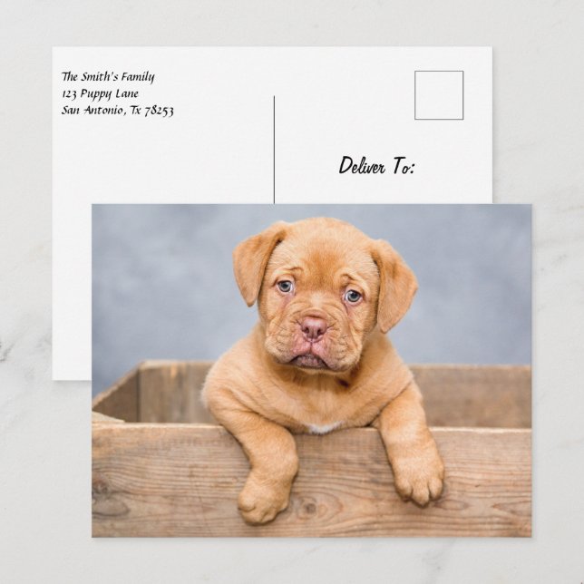 Cute Dogue De Bordeaux Puppy Dog Postcard (Front/Back)