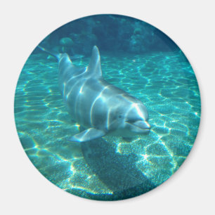 Cute Dolphin Magnet