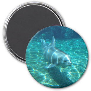 Cute Dolphin Magnet