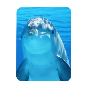 Cute Dolphin Marine Animal in Blue Sea Magnet