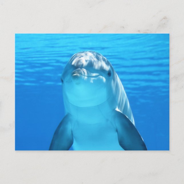 Cute Dolphin Marine Animal in Blue Sea Postcard (Front)