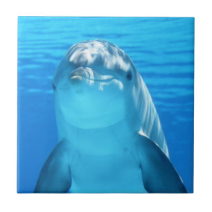 Cute Dolphin Marine Animal in Blue Sea Tile