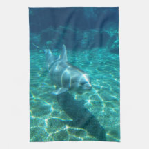 Cute Dolphin