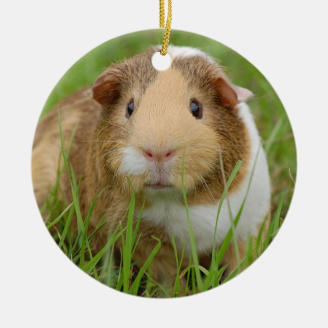 Cute Domestic Guinea Pig Ceramic Tree Decoration (Front)