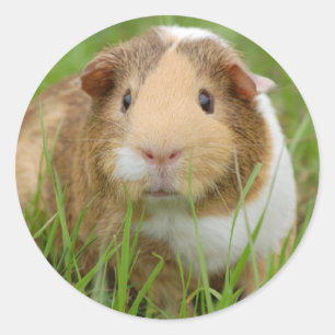 Cute Domestic Guinea Pig Classic Round Sticker