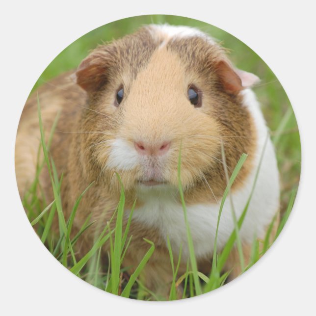 Cute Domestic Guinea Pig Classic Round Sticker (Front)