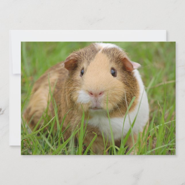 Cute Domestic Guinea Pig Invitation (Front)