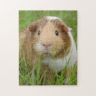 Cute Domestic Guinea Pig
