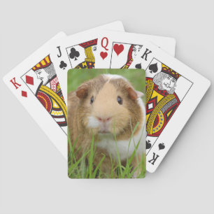 Cute Domestic Guinea Pig Playing Cards