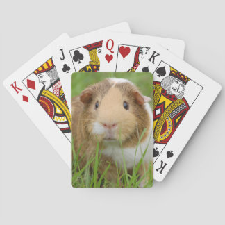 Cute Domestic Guinea Pig Playing Cards