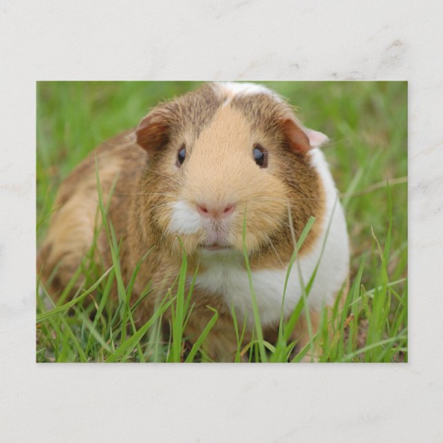 Cute Domestic Guinea Pig Postcard (Front)