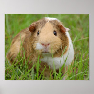 Cute Domestic Guinea Pig Poster