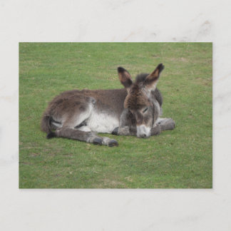 Cute donkey baby foal postcard