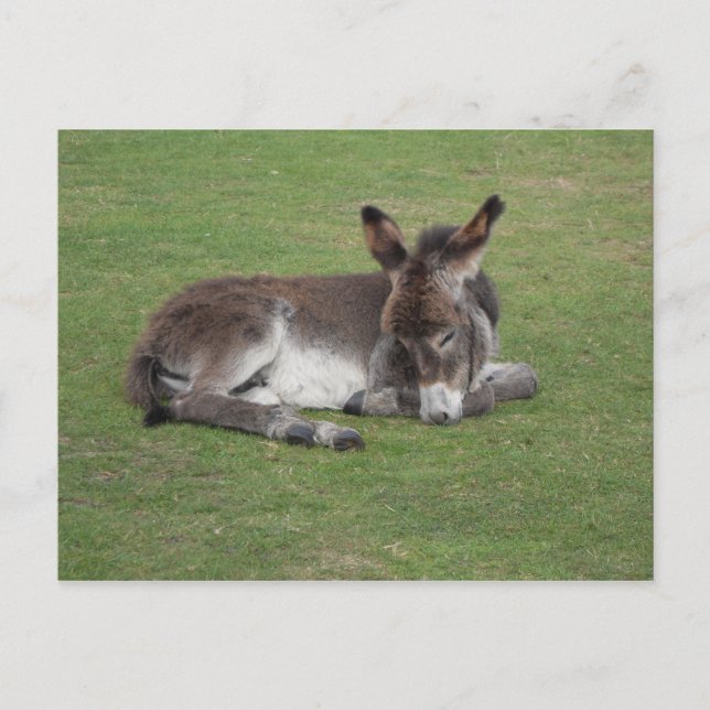 Cute donkey baby foal postcard (Front)