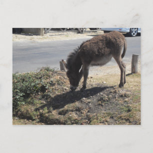 Cute Donkey Foal Postcard