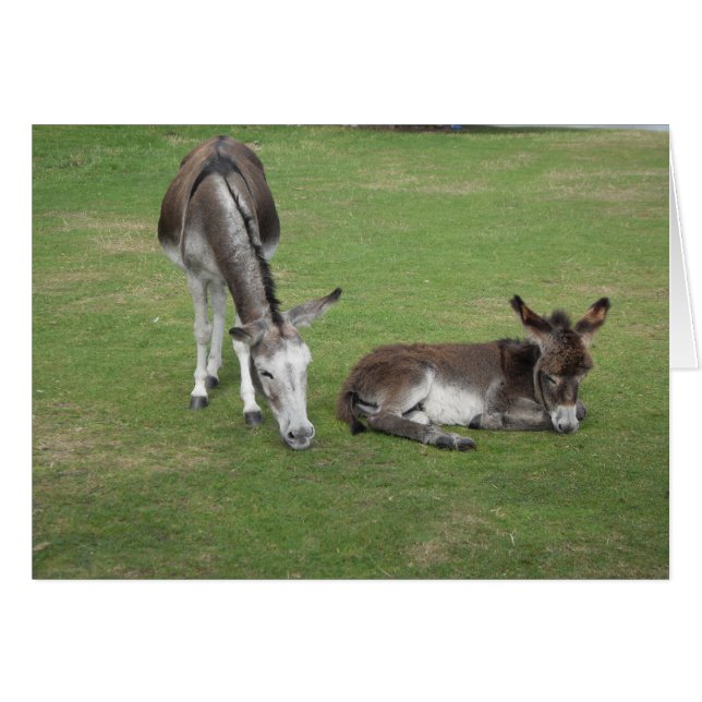 Cute donkey grazing with sleeping foal (Front Horizontal)