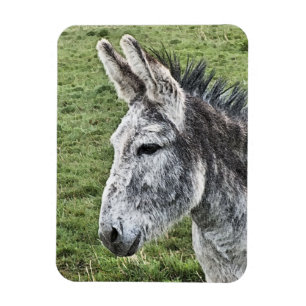 CUTE DONKEY   MAGNET