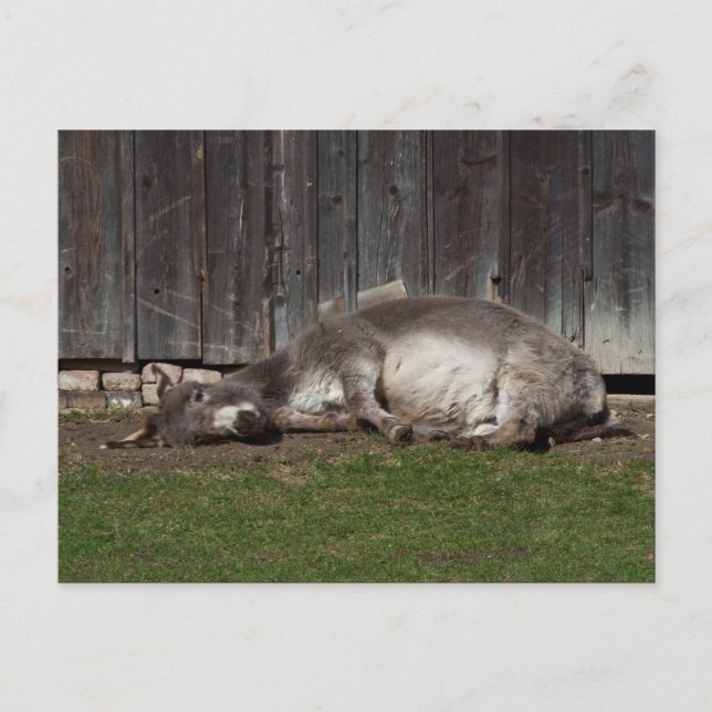 Cute Donkey Resting After A Sand Bath Postcard (Front)