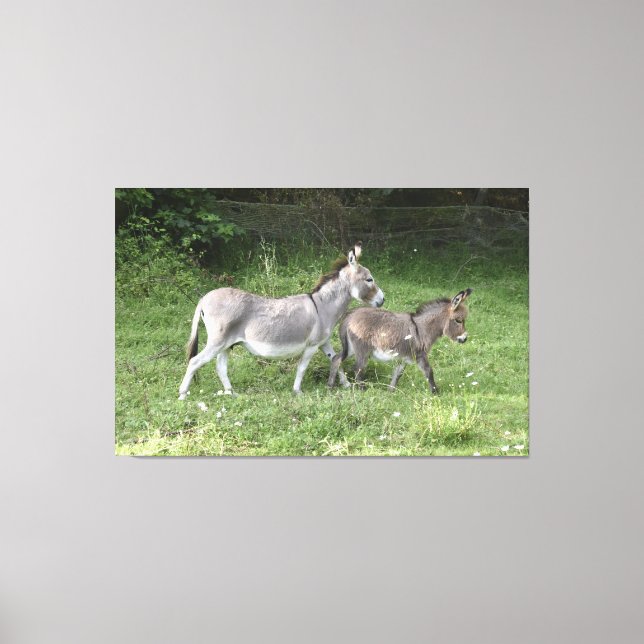 Cute Donkeys Canvas Print (Front)